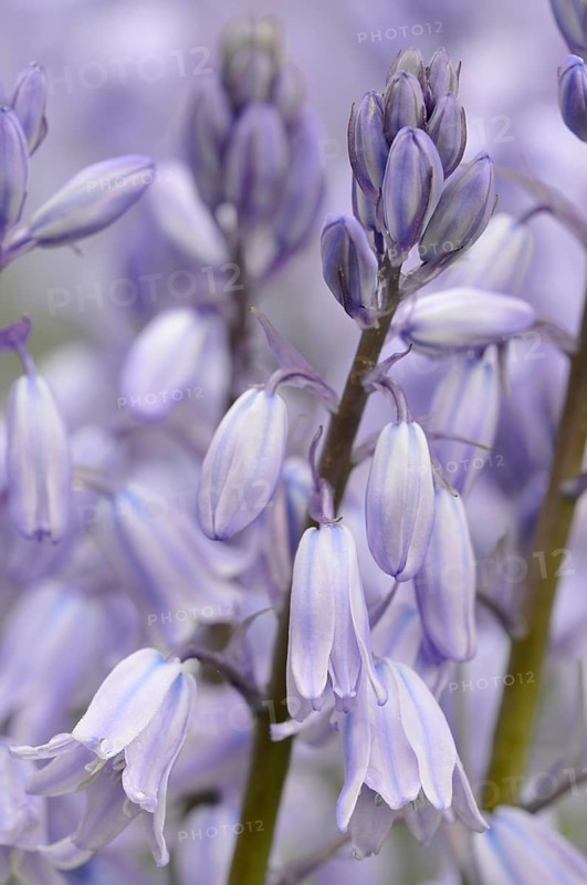 Spanish bluebell (Hyacinthoides hispanica) cultivar