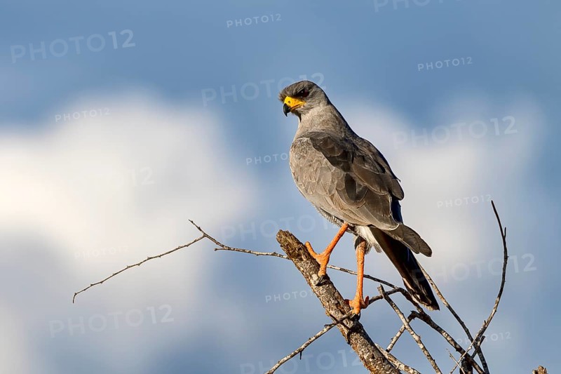 Eastern Chanting Goshawk (Melierax poliopterus)
