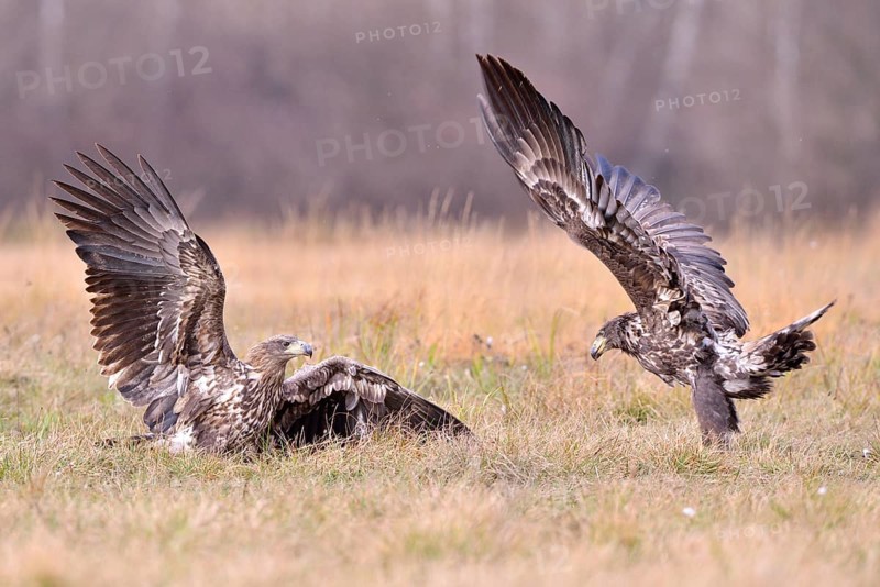 White-tailed Eagles (Haliaeetus albicilla) fighting in an autumn landscape