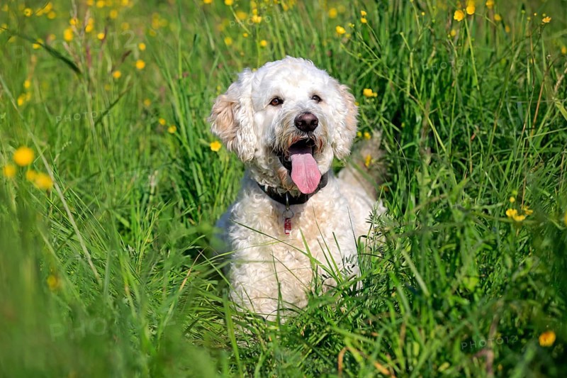 Labradoodle