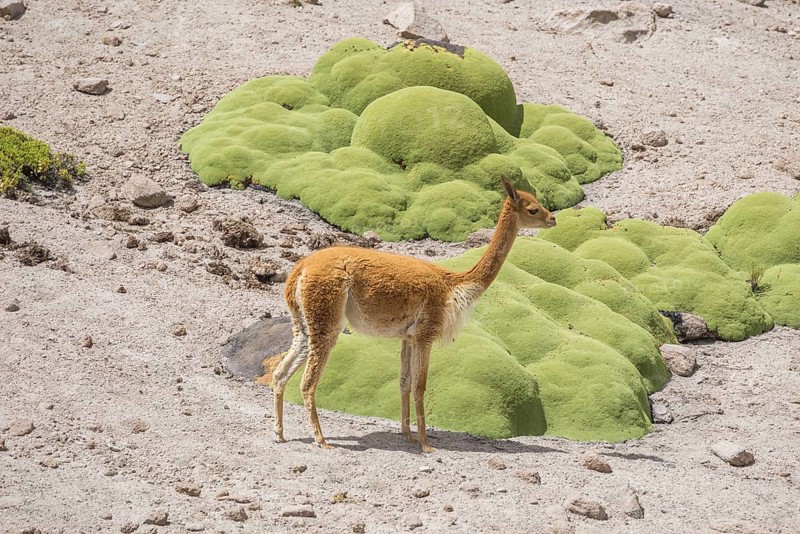 Vicuna or Vicugna (Vicugna vicugna) with Yareta or Llareta cushion plants (Azorella compacta)