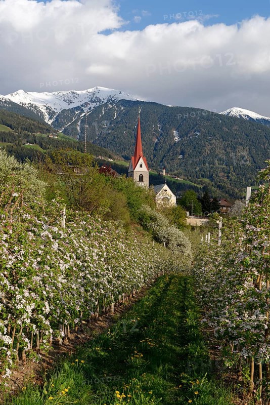 Apple orchard
