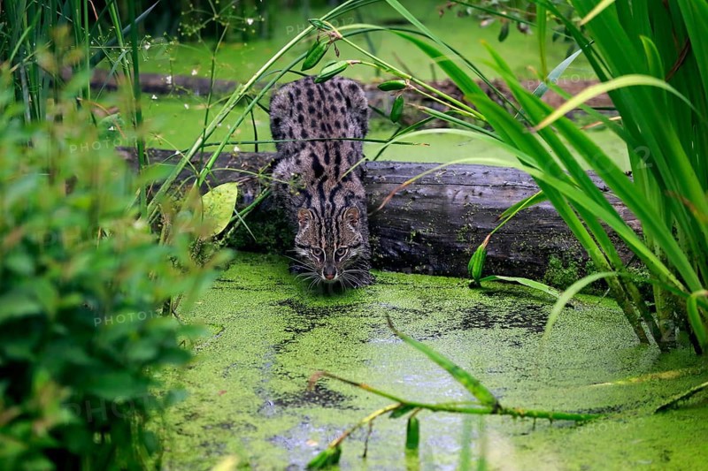 Fishing Cat (Prionailurus viverrinus)