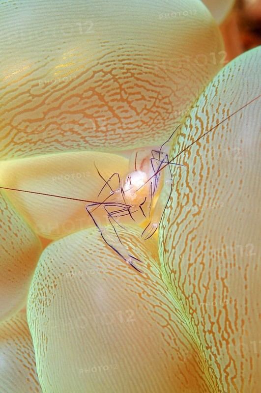 Bubble Coral Shrimp (Vir philippinensis) on Bubble Coral (Plerogyra sinuosa)