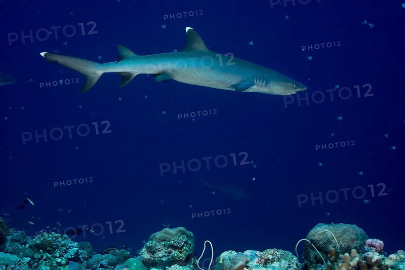 Whitetip reef shark (Triaenodon obesus)