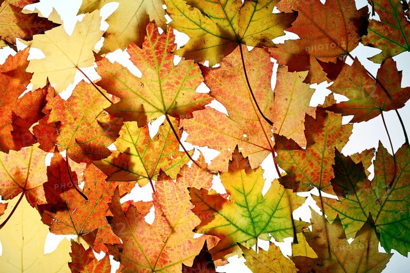 Autumn leaves