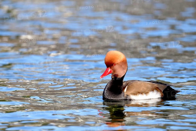 Red-crested pochard (Netta rufina)
