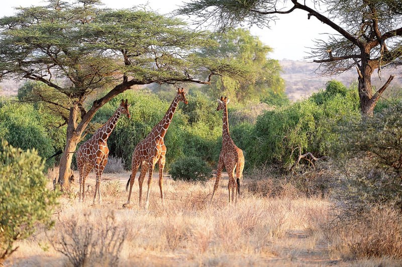 Reticulated Giraffe