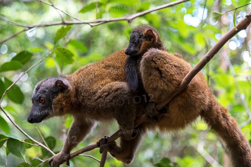 Common Brown Lemur (Eulemur fulvus) with young on its back