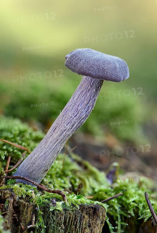 Amethyst deceiver (Laccaria amethystea)