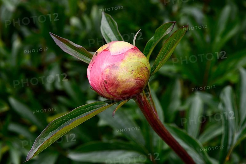 Bud of a pink peony (Paeonia)