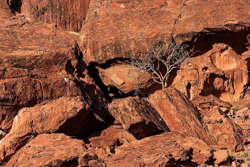 Balsam tree (Commiphora glaucescens) between rocks