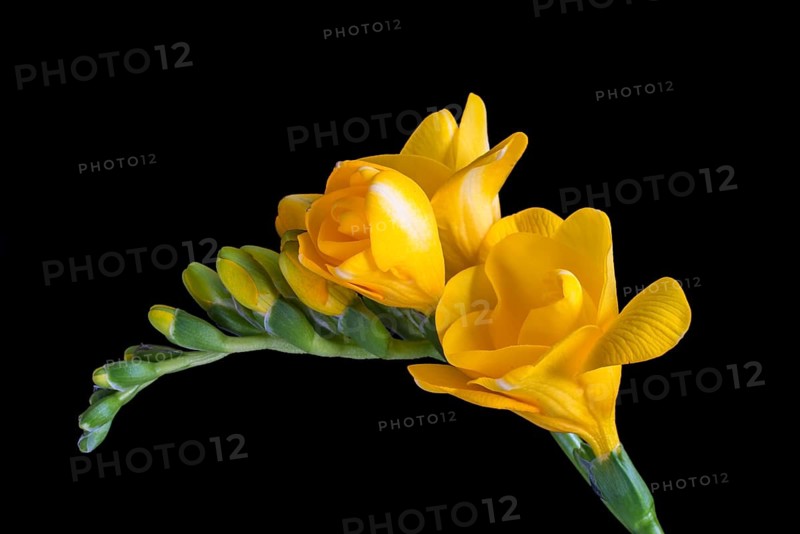 Yellow Freesia (Freesia)