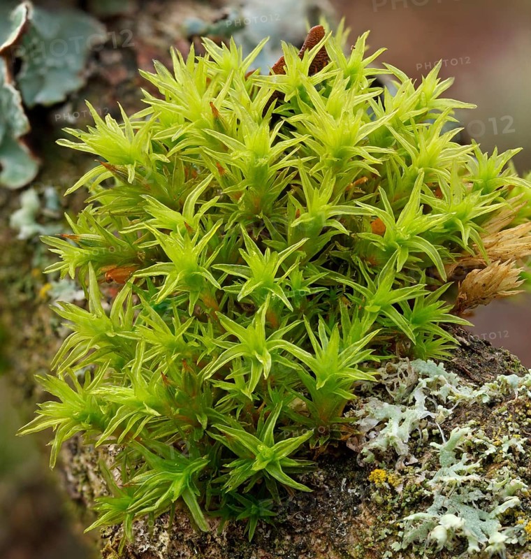 Common Hair Cap Moss