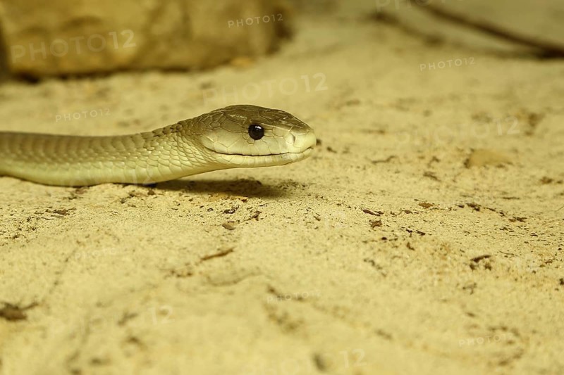 Black mamba (Dendroaspis polylepis)
