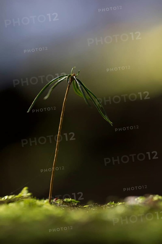 Spruce seedling (Picea abies)