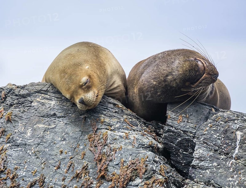 South American sea lions (Otaria flavescens)