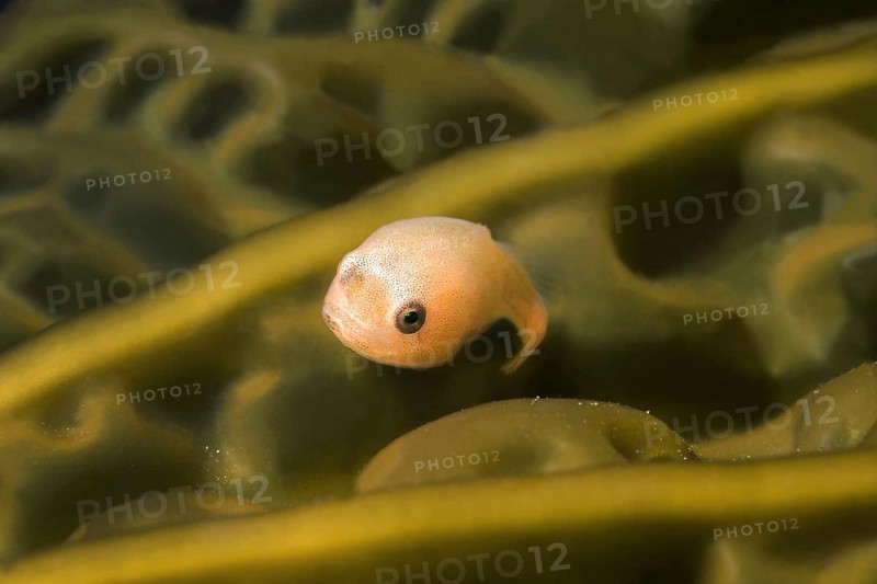 Smooth Lumpfish (Aptocyclus ventricosus)