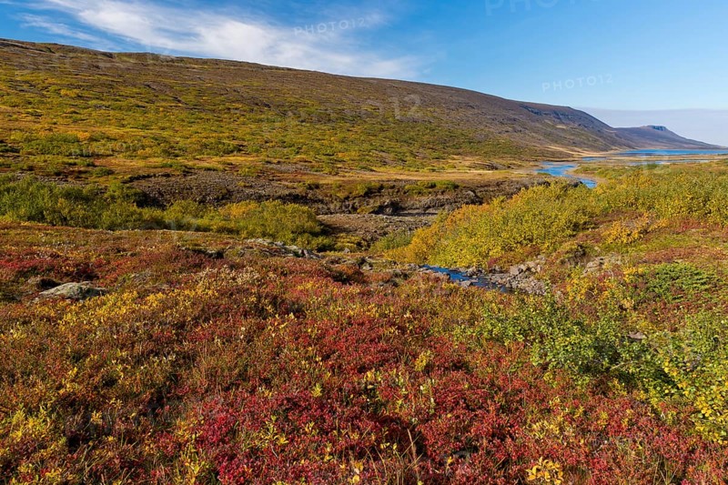 Autumnal foliage