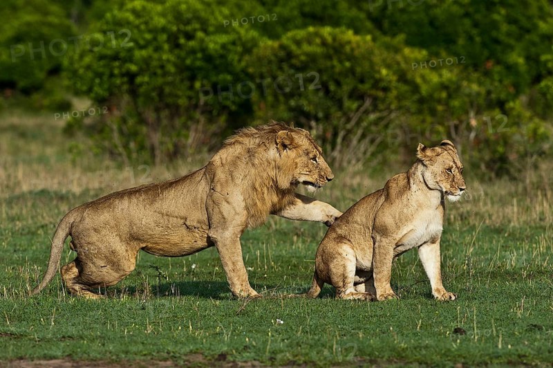 Lions (Panthera leo)