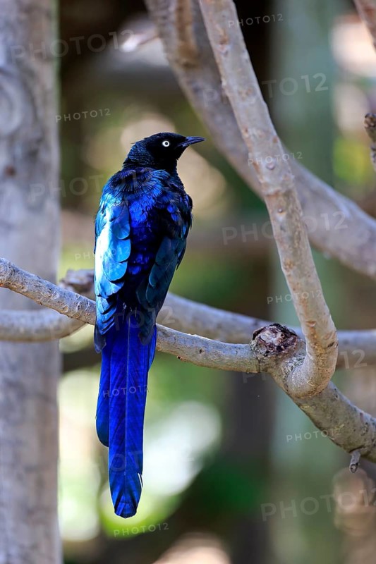Long-tailed Glossy Starling (Lamprotornis caudatus)
