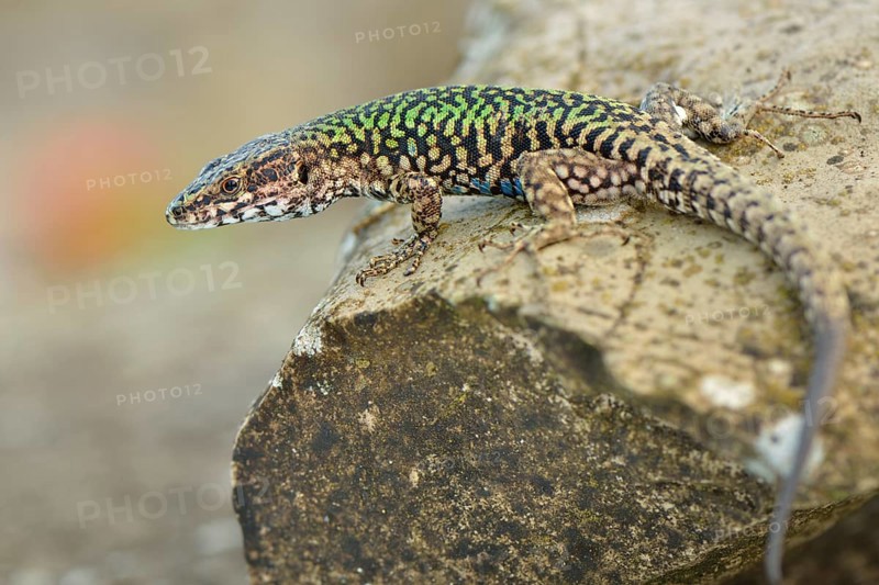 Wall lizard (Podarcis muralis maculiventris)