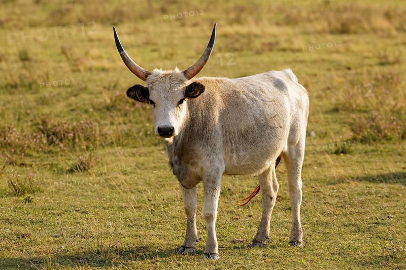 Grey Hungarian Grey cattle