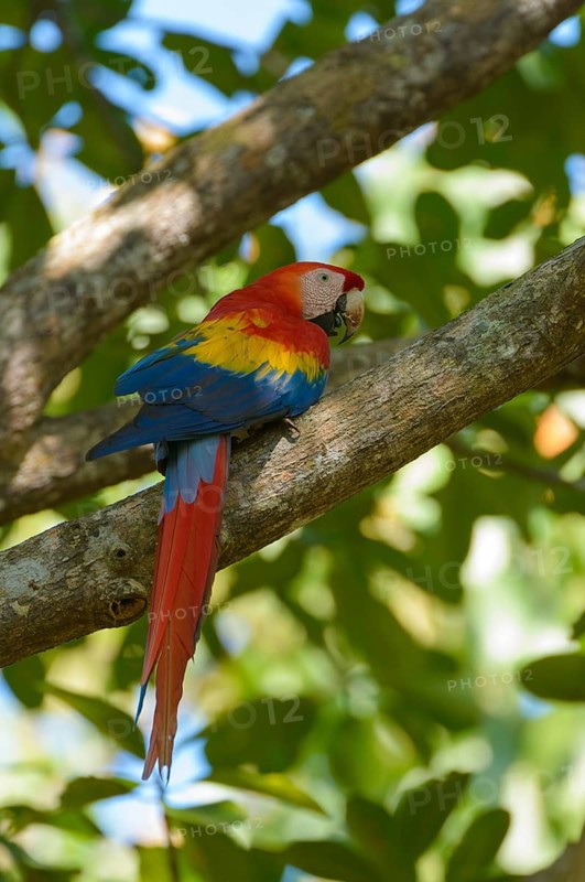 Scarlet Macaw (Ara macao) perched on a branch