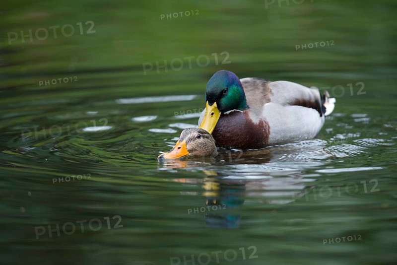 Mallards (Anas platyrhinchos)