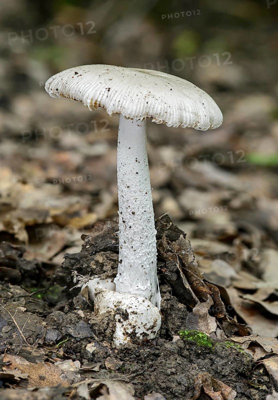 Volvariella mushroom (Volvariella spec.) with the typical volva at the stem base