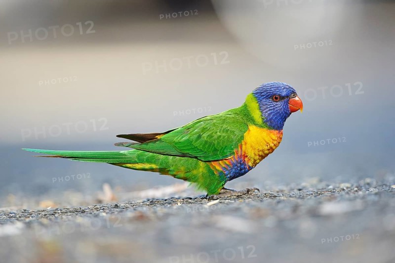 Close-up of a rainbow lorikeet (Trichoglossus moluccanus) wildlife in Australia