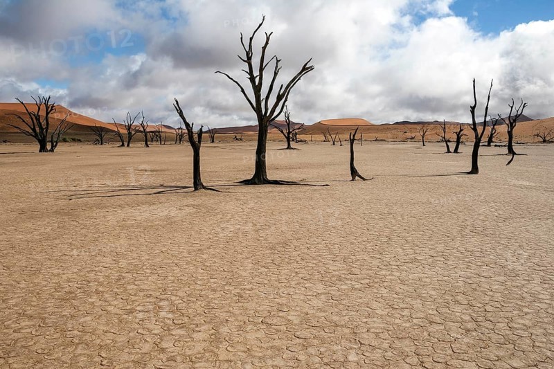 Dead Camel thorn trees (Vachellia erioloba)