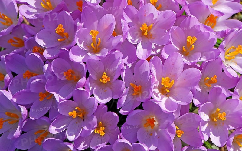 Crocuses (Crocus)