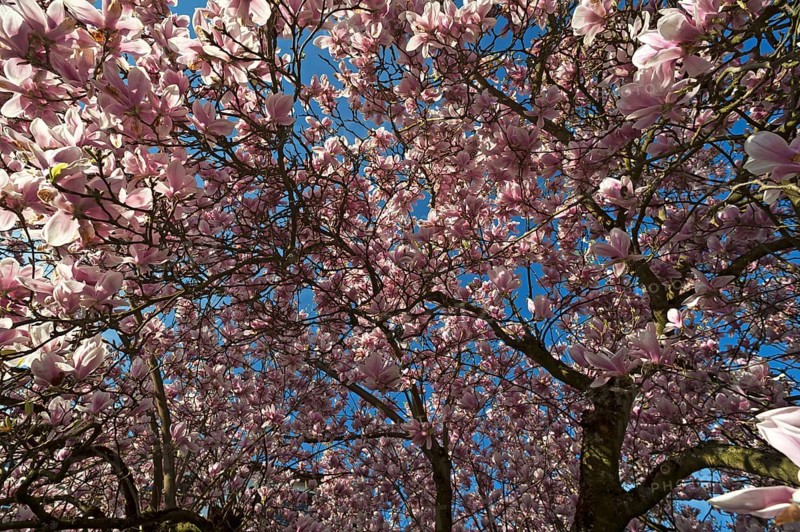 60 year old blooming magnolia tree (Magnolia)