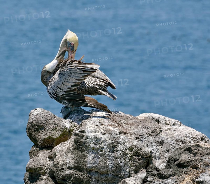 Galapagos Brown Pelican (Pelecanus occidentalis urinator)