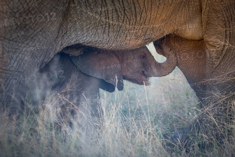 African elephant (Loxodonta africana)