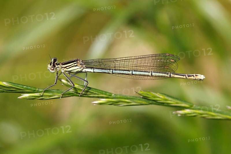 White-legged Damselfly (Platycnemis pennipes)
