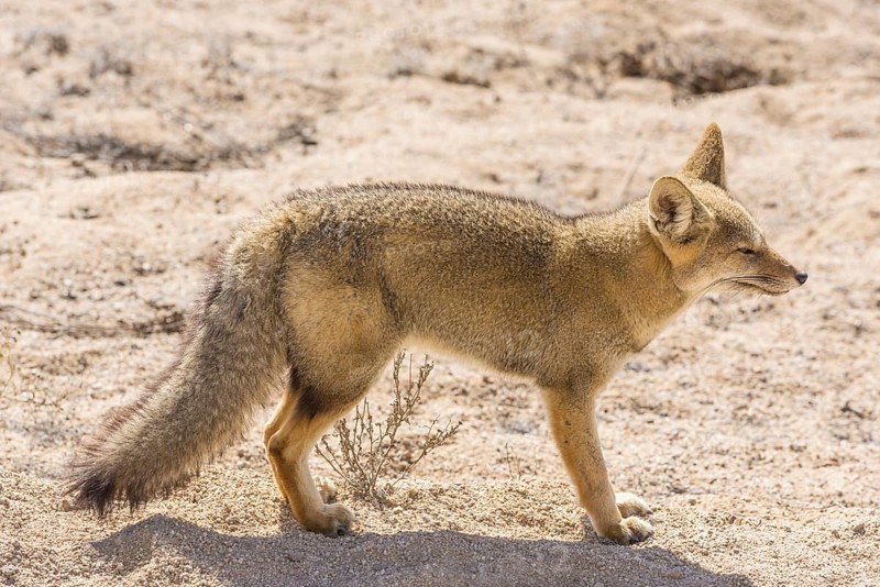 Andean Fox or Culpeo (Lycalopex culpaeus)