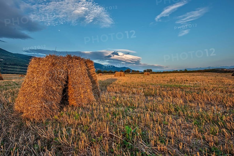 Hay bales in the fields