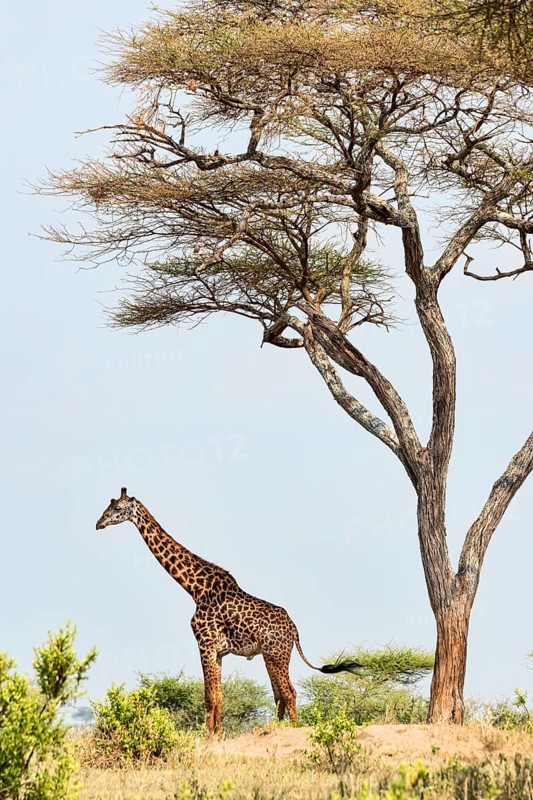 Giraffe (Giraffa camelopardalis)