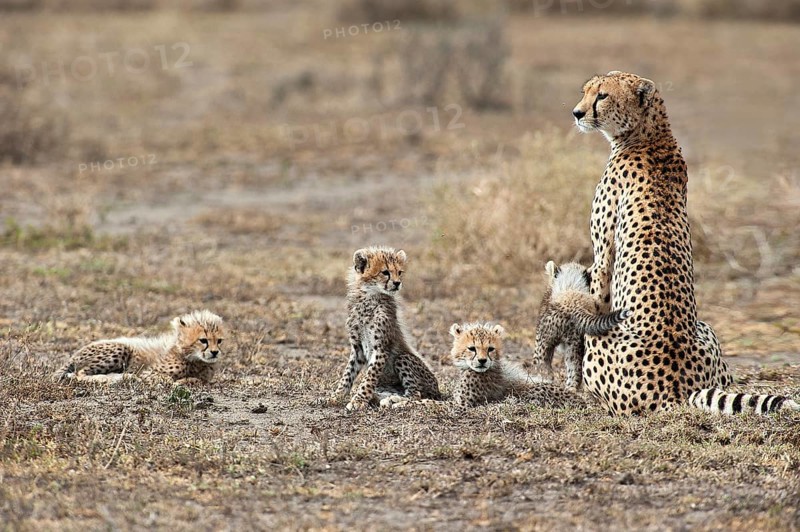 Cheetah (Acinonyx jubatus)