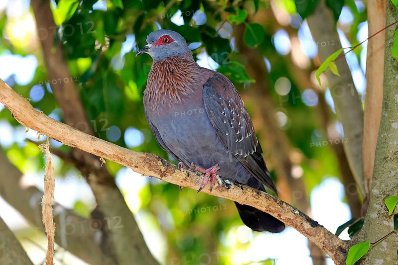 Speckled Pigeon (Columba guinea)