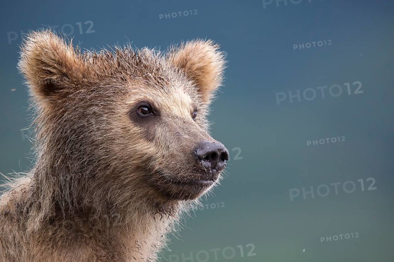 Brown bear (Ursus arctos) young