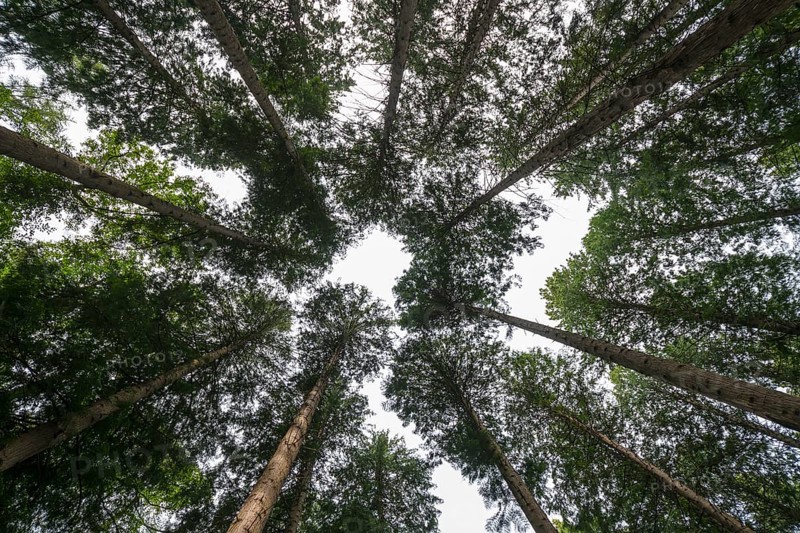 Treetops in a summer forest