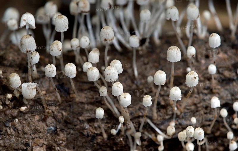 Seeded Fairies Bonnets (Coprinellus disseminatus)