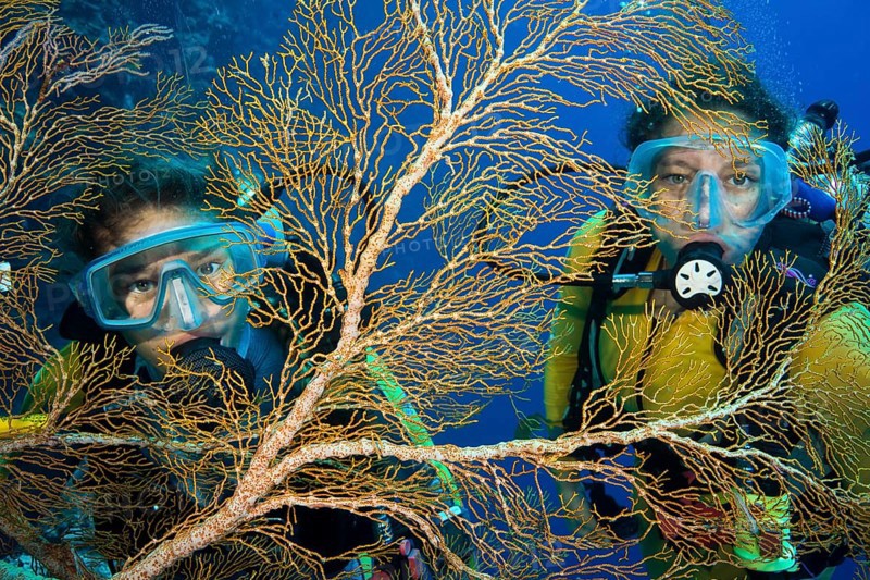 Two divers behind Fan Coral (Melithaea sp.)