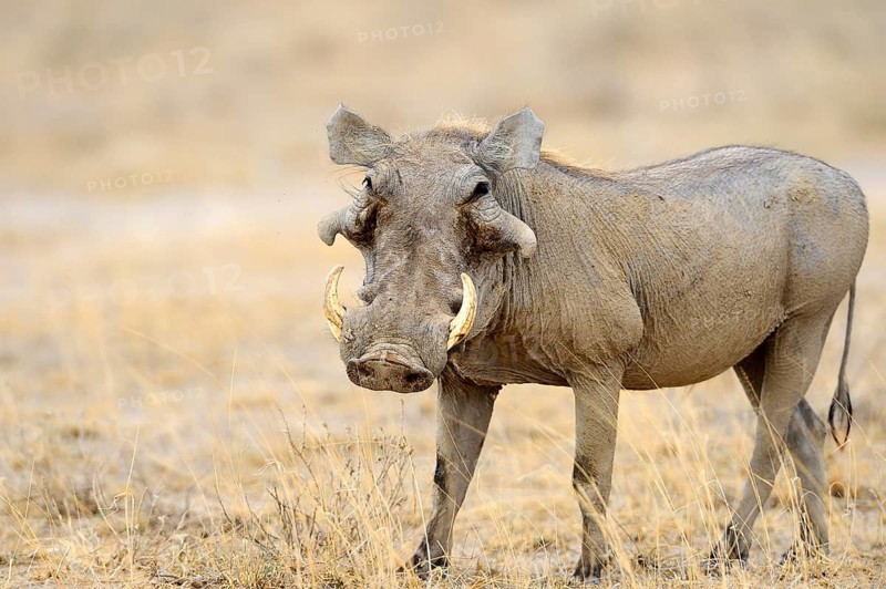 Desert Warthog (Phacochoerus aethiopicus)