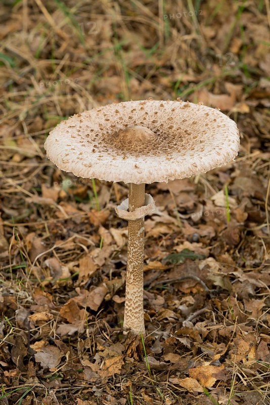 Parasol Mushroom (Macrolepiota procera)