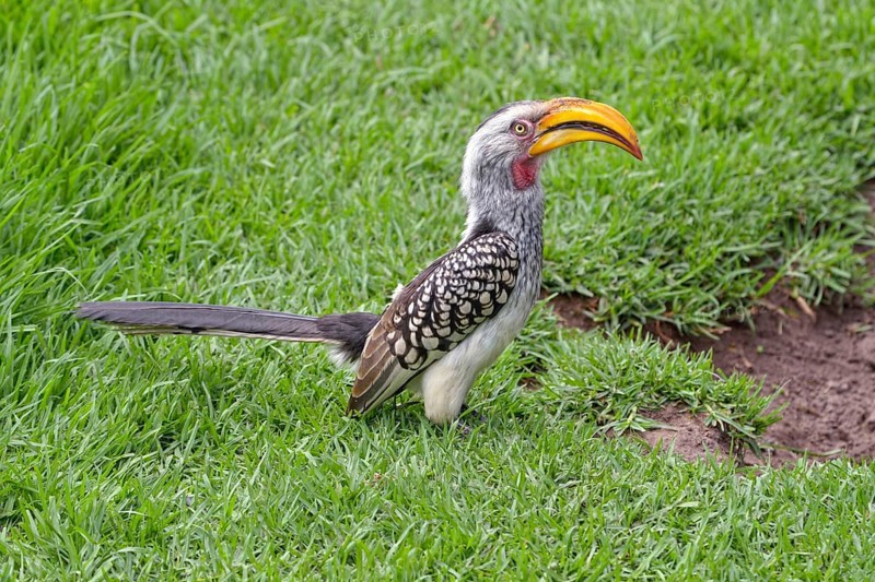 Southern Yellow-billed Hornbill (Tockus leucomelas)