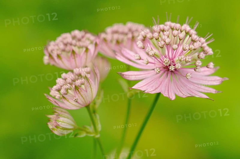 Masterwort (Astrantia)